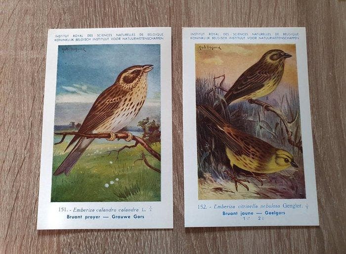 België - Vlinders en Vogels Koninklijk Belgisch Instituut, Collections, Cartes postales | Étranger