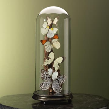 Vlinders in Antieke Stolp Taxidermie Opgezette Dieren By Max, Ophalen of Verzenden, Opgezet dier