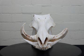 African Warthog Schedel - Phacochoerus africanus - 0 cm -, Verzamelen, Nieuw