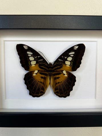 Vlinder Taxidermie volledige montage - Parthenos Sylvia - 10, Nieuw