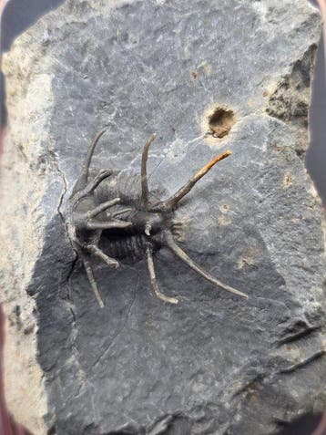 Trilobiet - Gefossiliseerd dier - Spiny Trilobite Fossil on