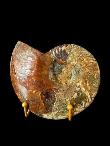 Cleoniceras besairiei - Gefossiliseerde schelp - 14 cm - 17, Verzamelen