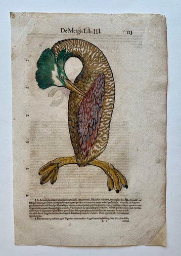 Conrad Gesner - Vogelbuch - 1617