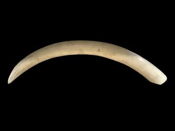 Walrus Taxidermie volledige montage - Odobenus rosmarus -