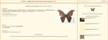 Papillon Support de corps entier pour taxidermie - Attacus