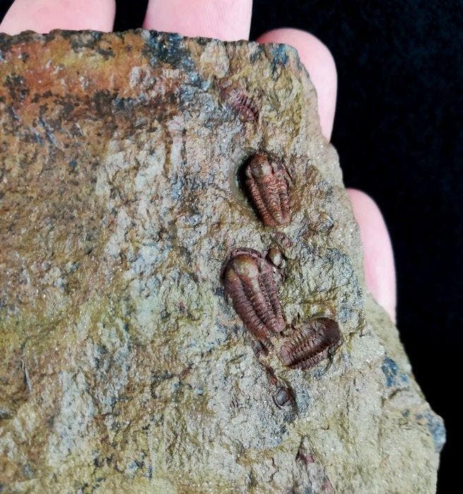 Spectaculaire trilobieten met een uitzonderlijke, Verzamelen, Mineralen en Fossielen