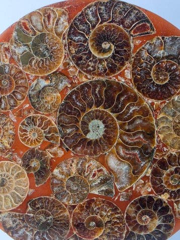 Ammoniet - Gefossiliseerd dier - Aioloceras (Cleoniceras)