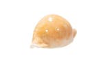 Conque kauri abricot  Pièce TOP  Escargot de collection, Collections