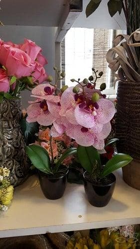 Fuchsia Paars Wit Orchidee in pot Zijdenbloem 34 cm per stuk, Nieuw