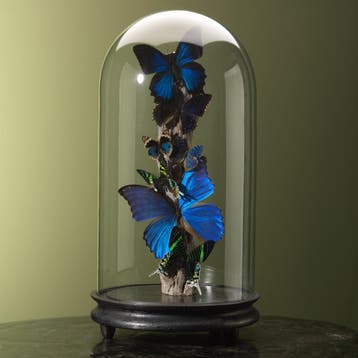 Vlinders in Antieke Stolp Taxidermie Opgezette Dieren By Max, Ophalen of Verzenden, Opgezet dier