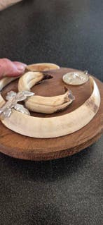 Wild zwijn Set tanden - Sus scrofa - grand trophée, Verzamelen, Nieuw