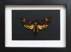 Mot Taxidermie volledige montage - Acherontia atropos - 20, Verzamelen, Nieuw