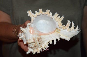 Escargot de mer Coquillage marin - M-491 CHICOREUS RAMOSUS, Nieuw
