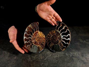 Cleoniceras en section - Animal fossilisé - cleoniceras - 19, Nieuw