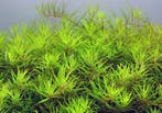 Limnophila sp. Vietnam - In Vitro, Verzenden, Nieuw
