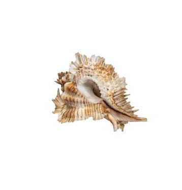 Exclusieve verzamelaarstekelslak: Chicoreus miyokoae (55 mm,