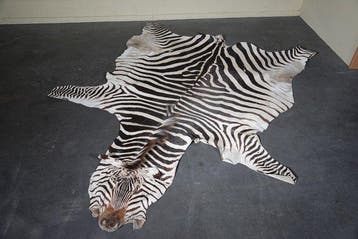 Plains Zebra Skin with Head Gewei - Equus quagga-----NO, Nieuw