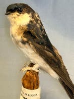 Balestruccio Support de corps entier pour taxidermie -, Verzamelen, Dierenverzamelingen, Nieuw