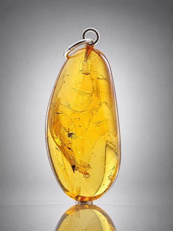 Transparante Baltische Amberhanger – Oude parasitaire wesp, Antiek en Kunst