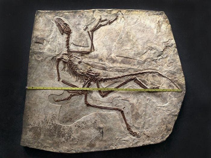 Fossiel skelet van museumniveau van Anchiornis, een aviale, Collections, Minéraux & Fossiles