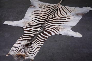 Plains Zebra Skin with Head Gewei - Equus quagga - 265 cm -