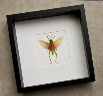 Sauterelle Support de corps entier pour taxidermie -, Nieuw