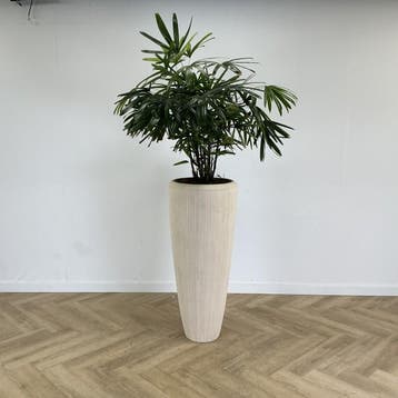 kamerplant met kunststof creme witte pot, Gebruikt, Bureau
