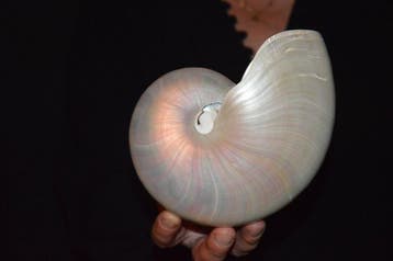 Nautiloïde Coquillage marin - S-310 NAUTILUS POMPILIUS (Sans, Antiek en Kunst