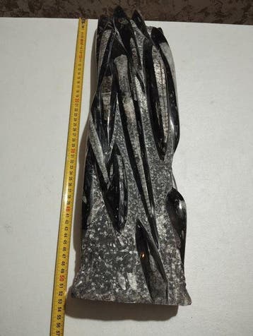 Gefossiliseerd dier - 52 cm - 14.5 cm (Zonder minimumprijs)