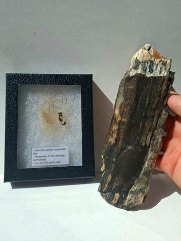 Wolharige mammoet - SET - Gefossiliseerde slagtand -