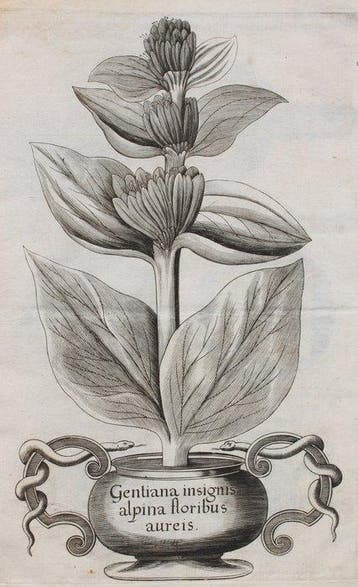 Michaelis Ruperti Besleri - Gazophylacium rerum naturalium e