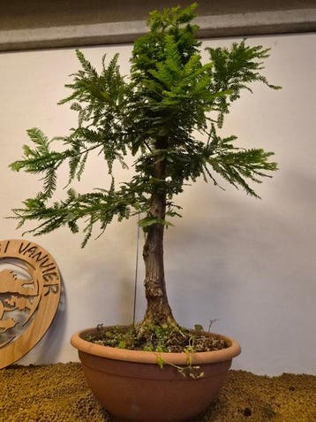 sequoia nord - Hoogte (boom): 73 cm - Diepte (boom): 50 cm -