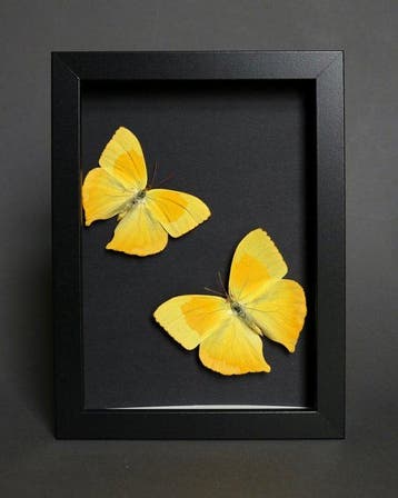 Papillon Support de corps entier pour taxidermie - Phoebis, Antiquités & Art