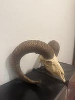 Mouflon Schedel met gewei - Muflone - 50 cm - 50 cm - 50 cm