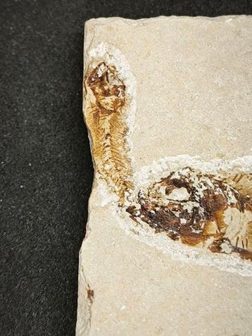 Vis - Gefossiliseerd dier - Armigatus Brevissimus - 65 mm -