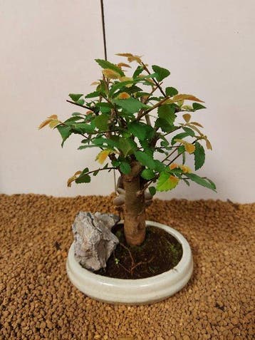 Japanese iep bonsai (Zelkova) - Hoogte (boom): 26 cm -