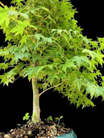 Japanese maple bonsai (Acer palmatum) - Hoogte (boom): 70 cm