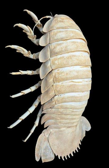 Bathynome GEANT Taxidermie volledige montage - Bathynomus
