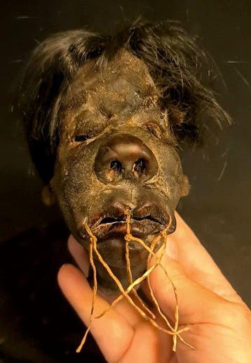 Réplique de tête réduite Monture pour réplique taxidermique