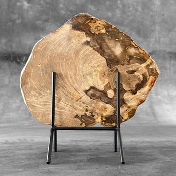 Superbe tranche de bois pétrifié sur un socle sur mesure -