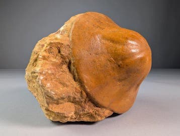 Zee-egel met bijpassende Original Matrix - Fossiel skelet -