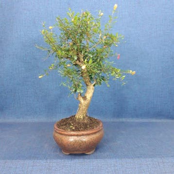 Dwerg granaatappel bonsai (Punica granatum) - Hoogte (boom):