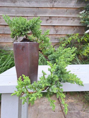 Jeneverbes bonsai (Juniperus) - Hoogte (boom): 10 cm -