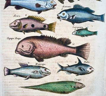 Matthäus Merian (1593-1650) - hand coloured engraving: