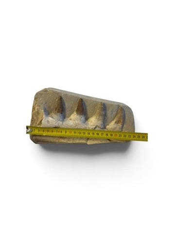 Mosasaurus - Fossiele tanden - 25.5 cm - 14 cm (Zonder