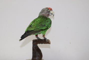 papegaaibruin Taxidermie volledige montage - Brown headed, Nieuw
