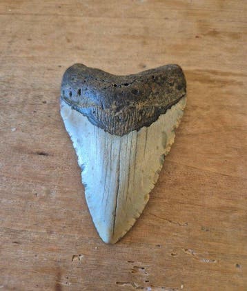 Megalodon tooth with beautiful stand! - Fossiele tand -