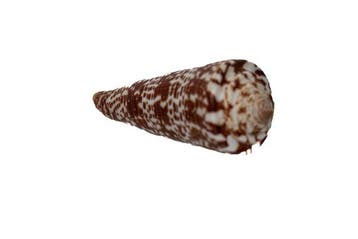 Conus thomae 80mm  Spectaculaire reusachtige zeldzaamheid