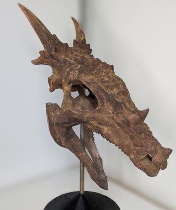Fossiele schedel - Dracorex hogswartsia - Museum-Grade