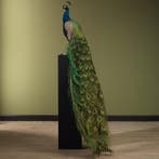 Blauwe Pauw Taxidermie Opgezette Dieren By Max, Ophalen of Verzenden, Opgezet dier